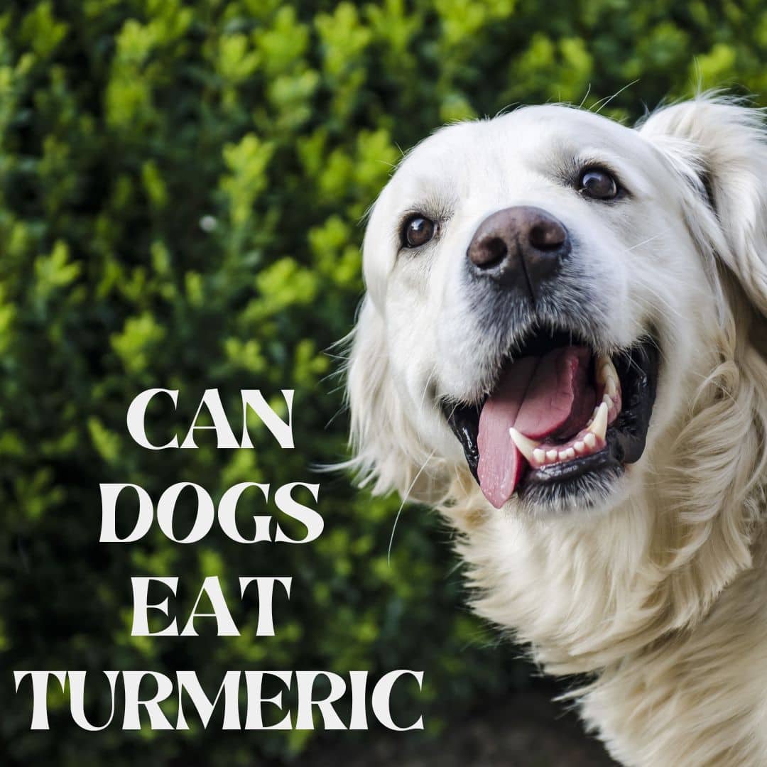 Can Dogs Eat Turmeric
