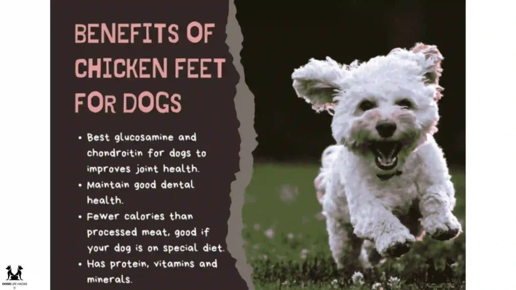 Essential Vitamins and Minerals For Dogs