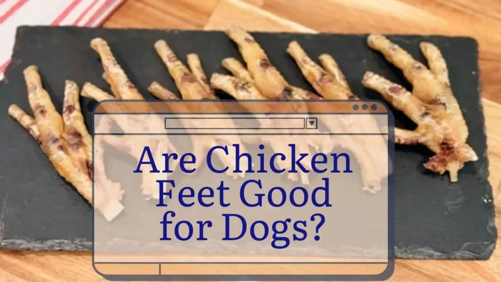 Are Chicken Feet Good for Dogs