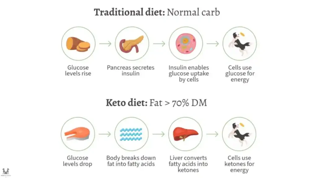 Key Nutritional Components for dogs with cancer