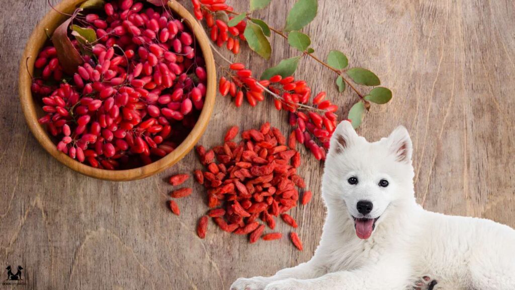 Can Dogs Eat Goji Berries