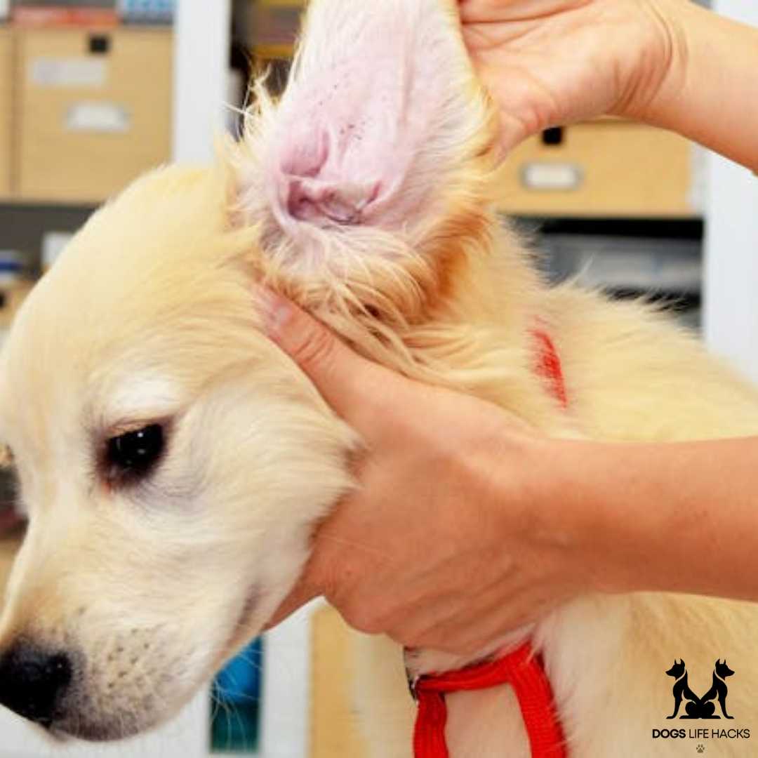 Ear Mites in Dogs