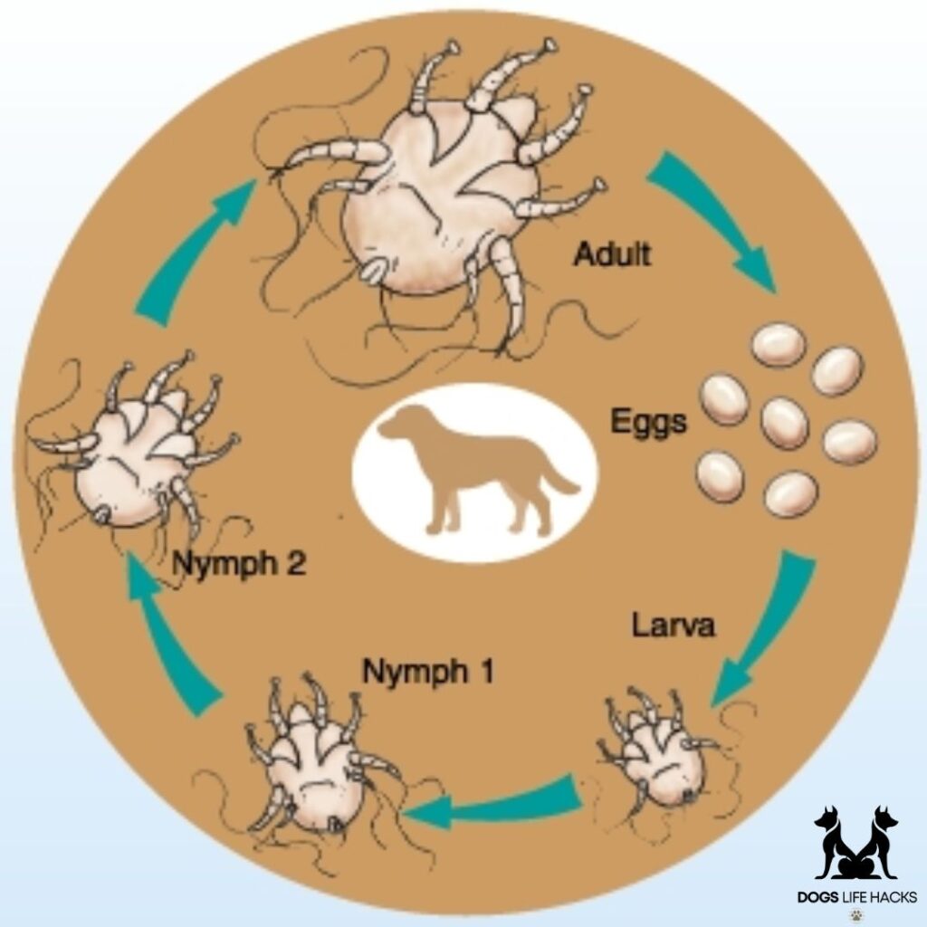 Ear Mites in Dogs