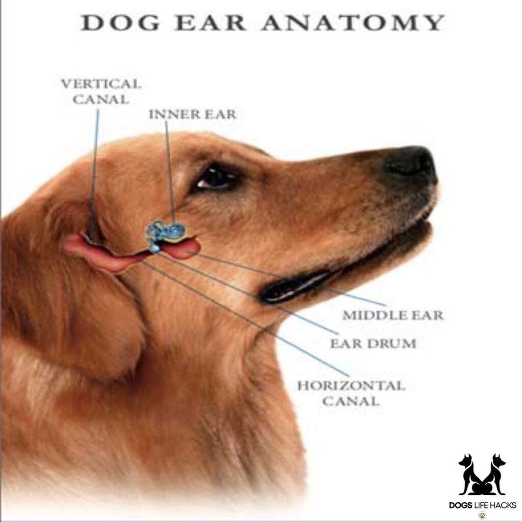 Ear Mites in Dogs