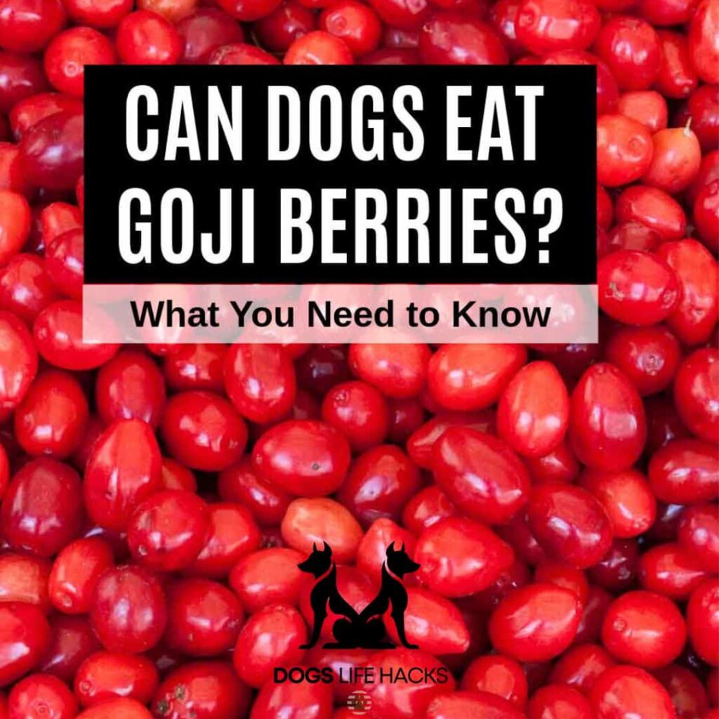 Can Dogs Eat Goji Berries