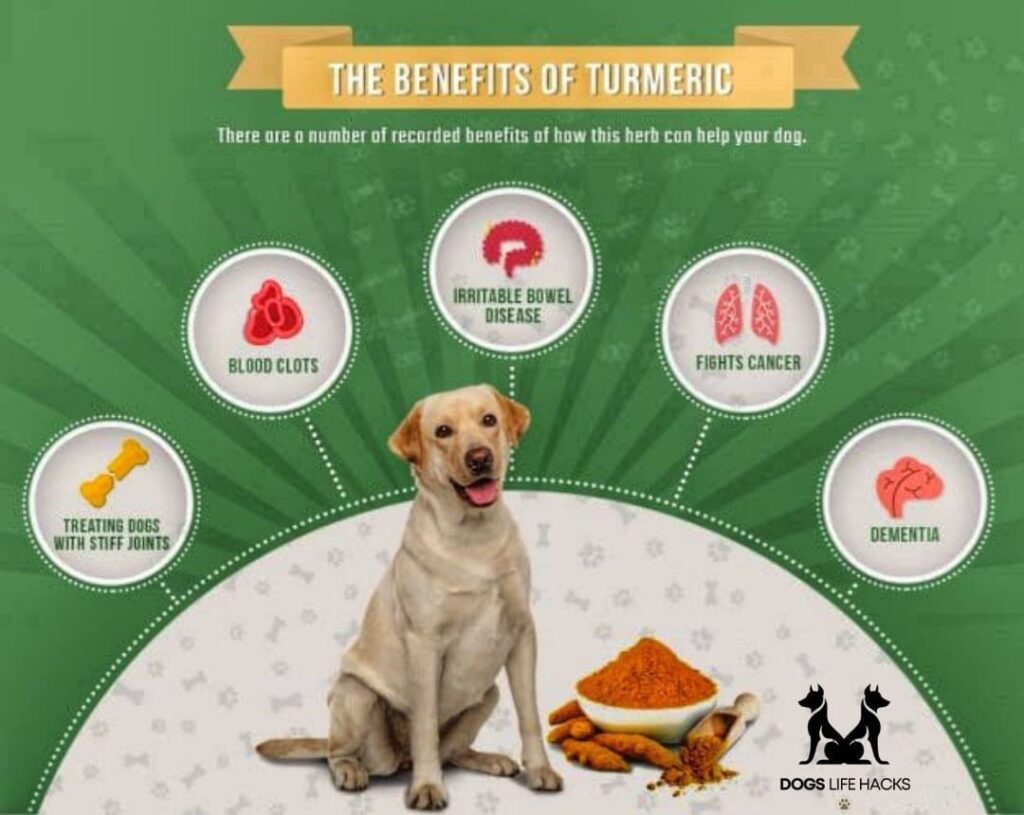 Can Dogs Eat Turmeric