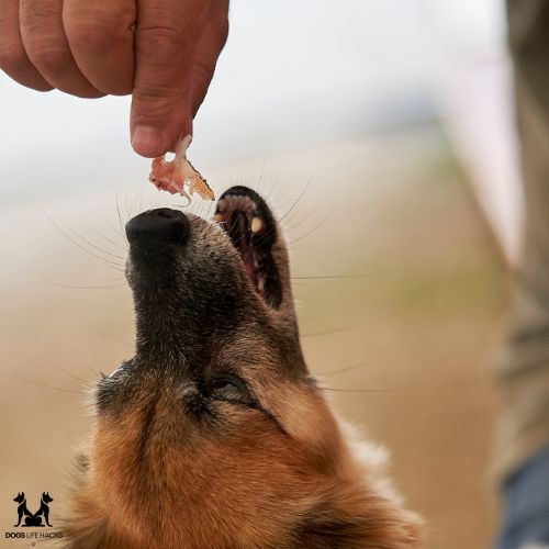 Beef Jerky for Dogs