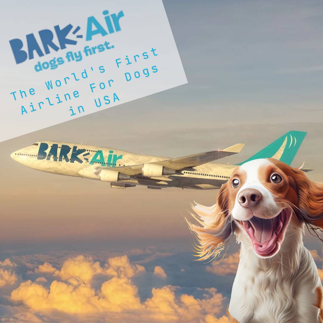 World's First Airline For Dogs