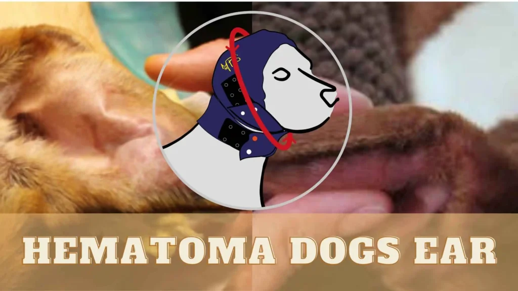 Hematoma Dogs Ear