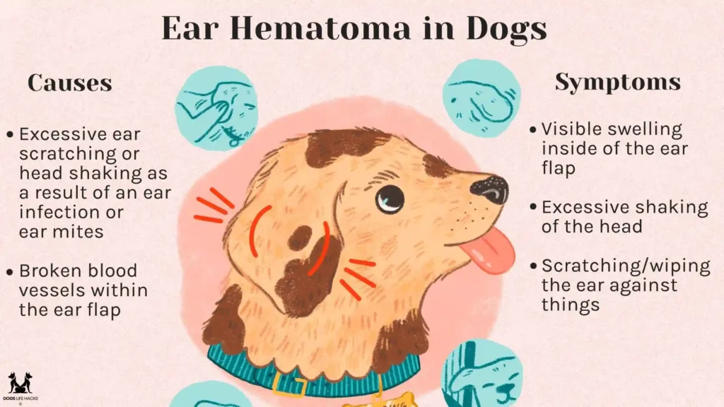 Common Causes of Hematoma Dogs Ear