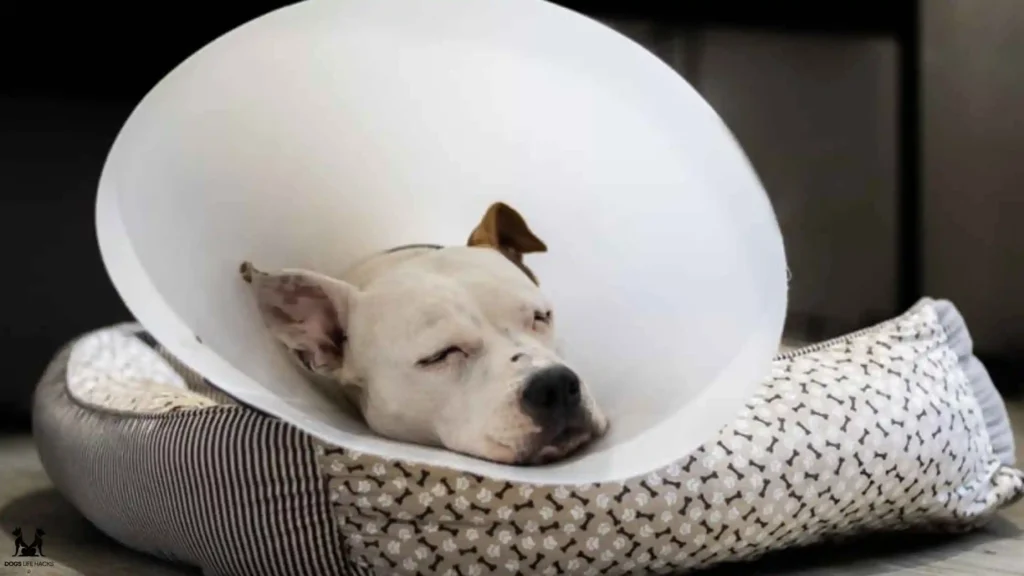 ear hematoma in dogs treating cost