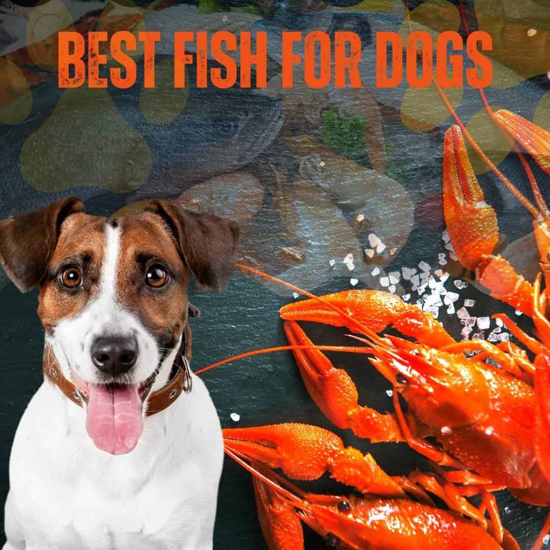 Best Fish for Dogs
