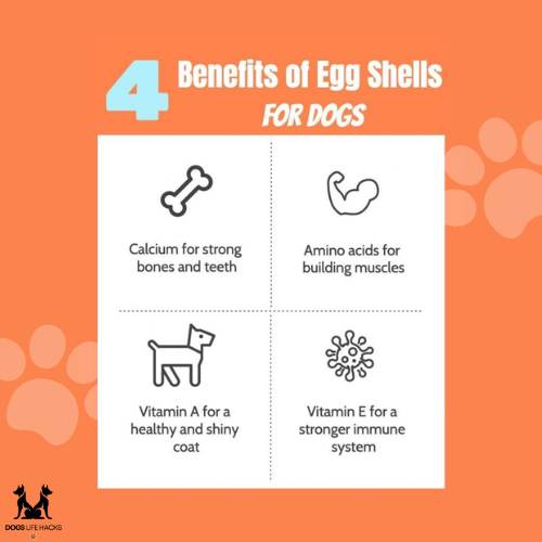 Eggshells For Dogs