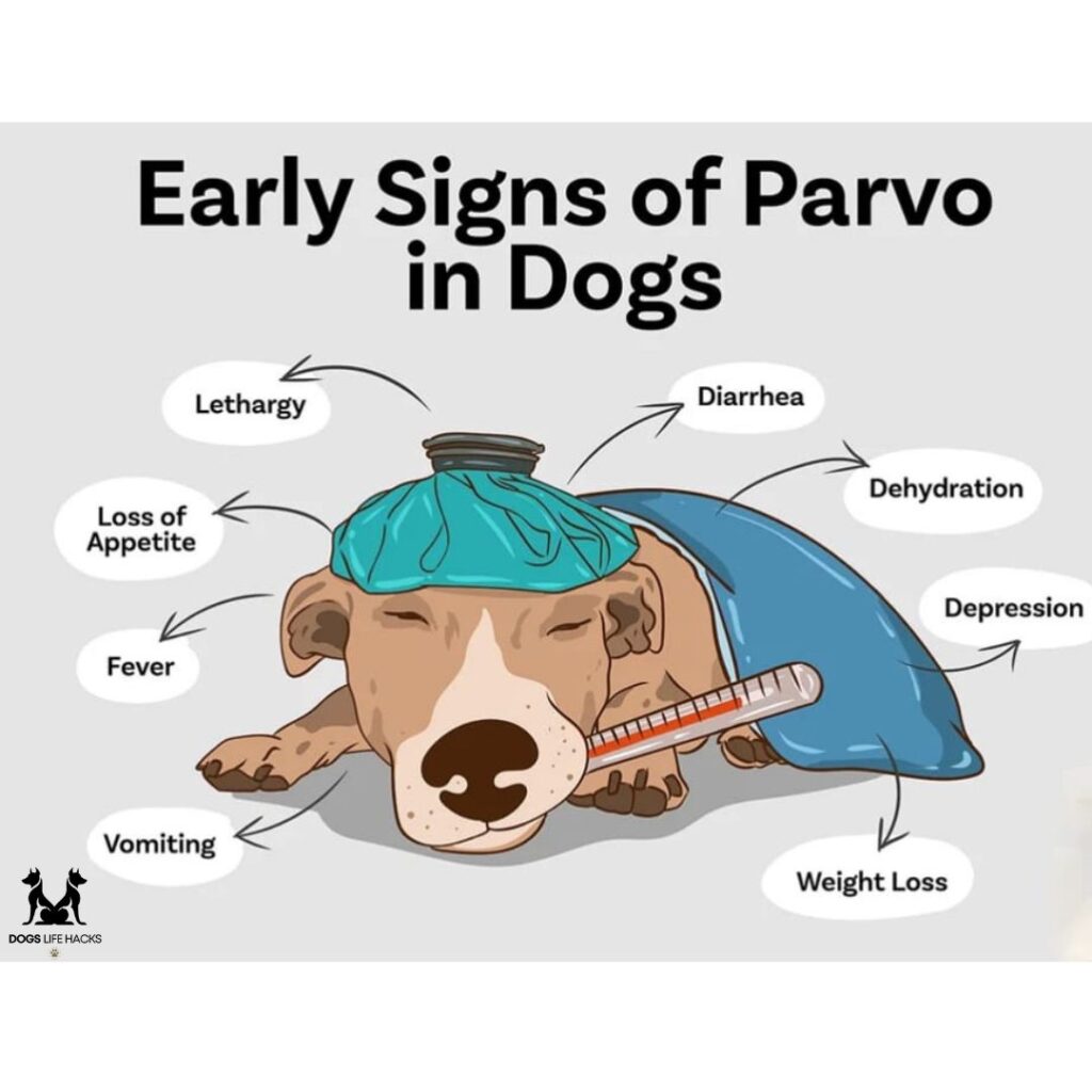 Stages of Parvo