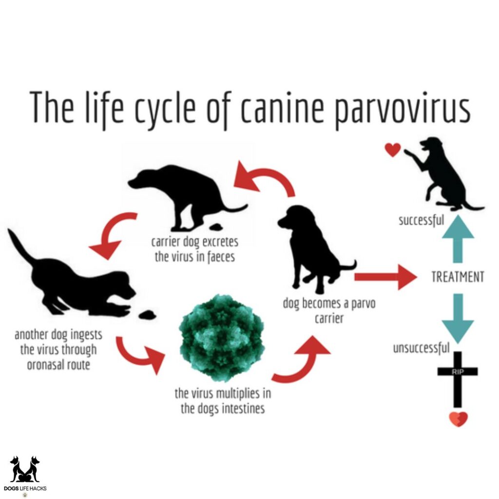 Stages of Parvo