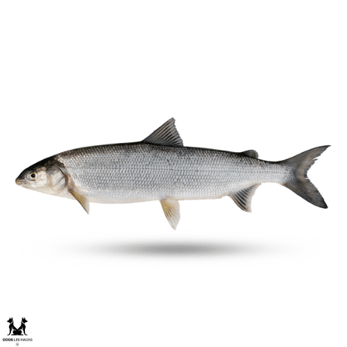 Best Fish for Dogs