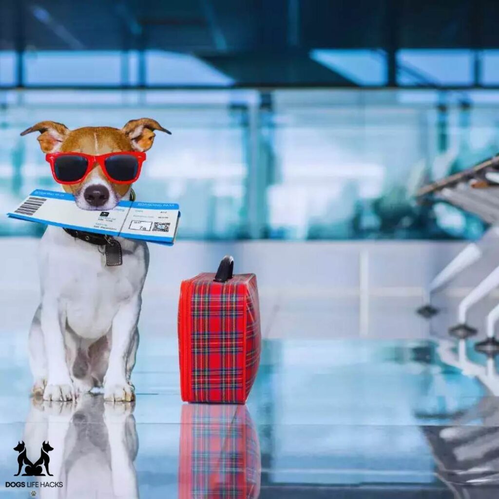 World's First Airline for Dogs