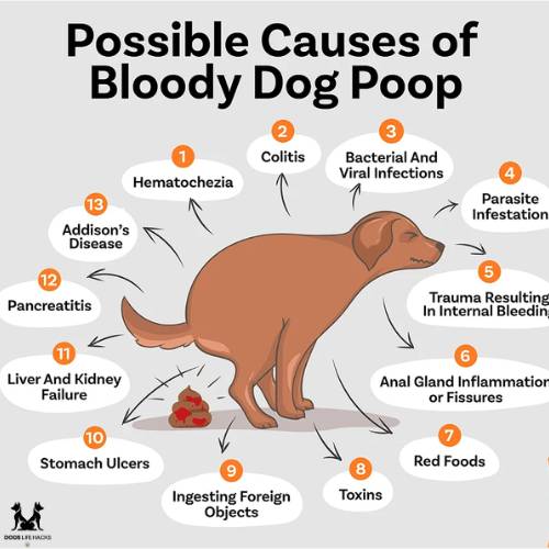 Dog Pooping Blood