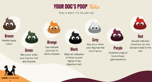 Dog Pooping Blood?