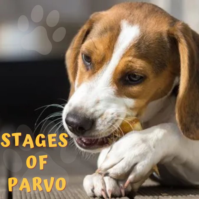 Stages of Parvo