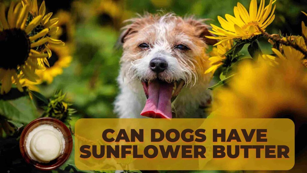 Can Dogs Have Sunflower Butter