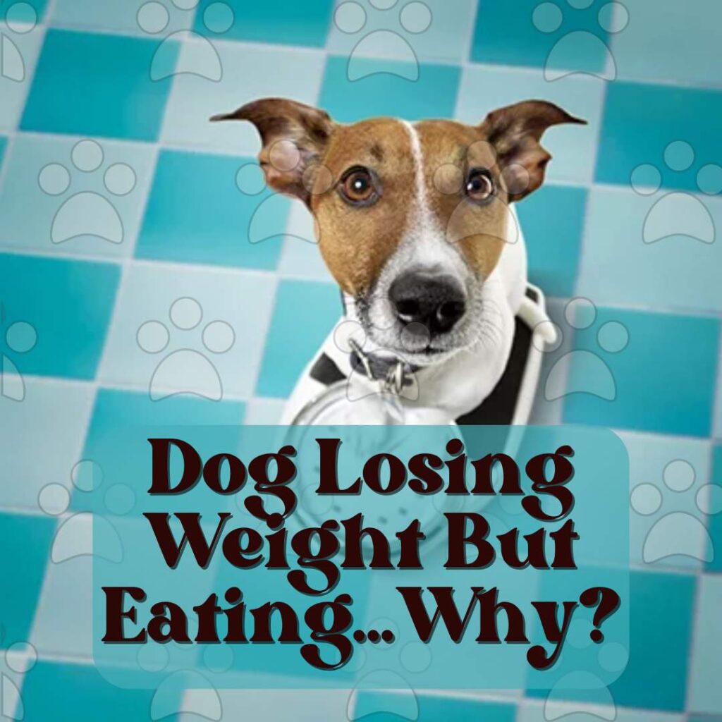 Dog Losing Weight But Eating
