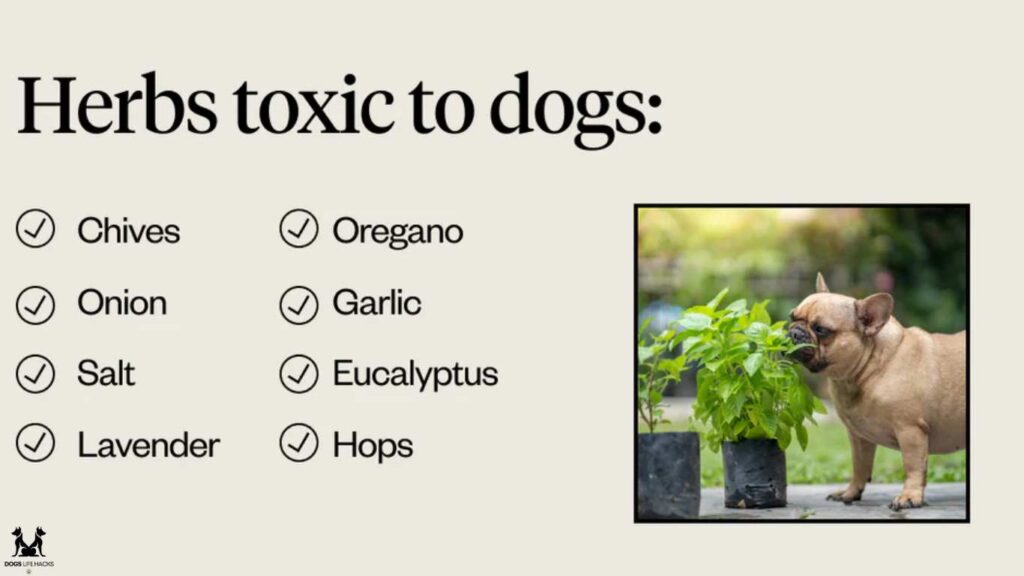 Herbs Good For Dogs
