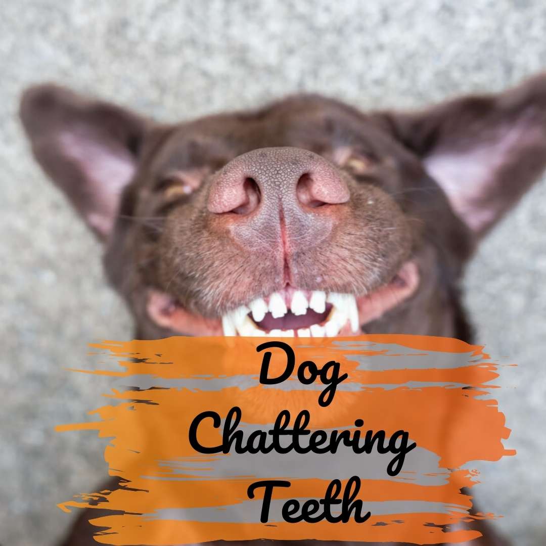 Dog Chattering Teeth
