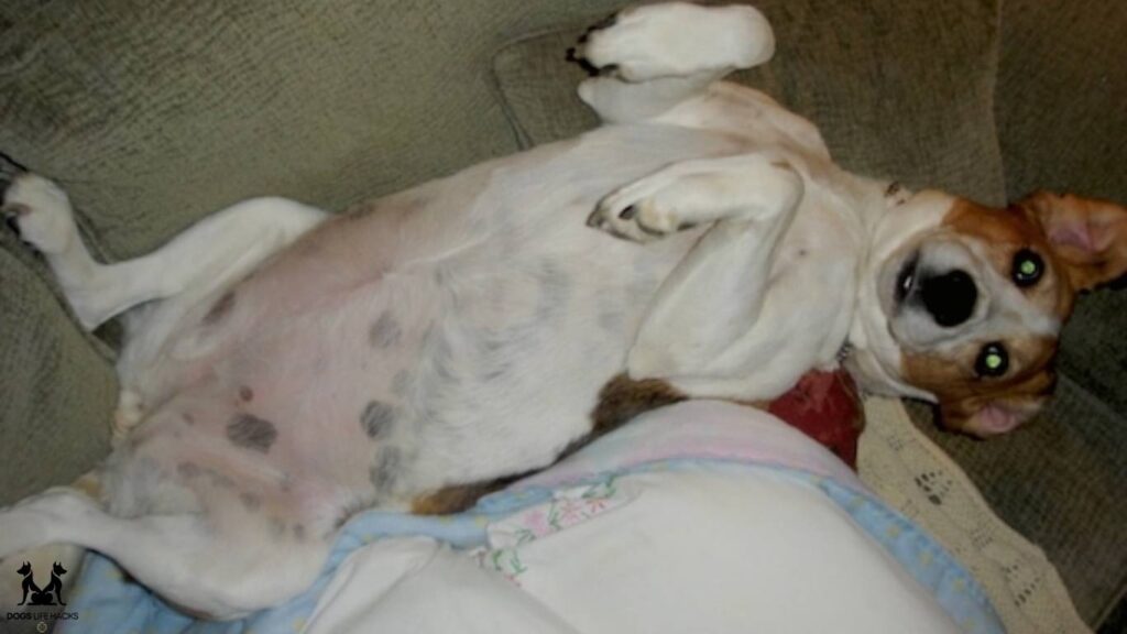 Black Spots on Dogs Skin