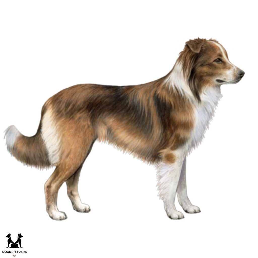 sable English Shepherd