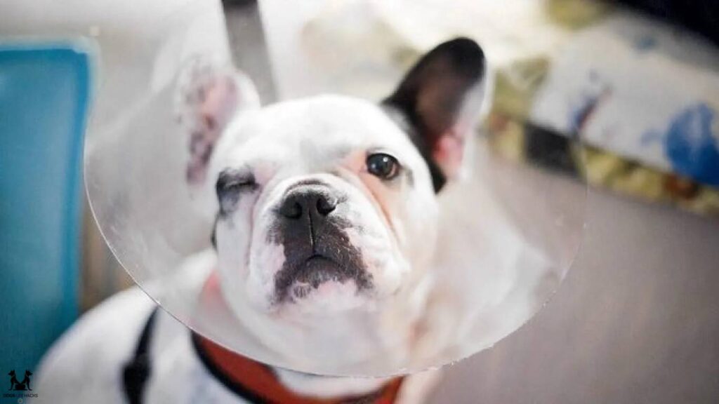 french bulldog allergies