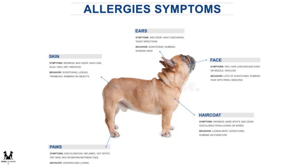 French Bulldog Allergies