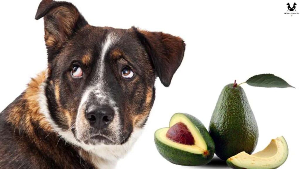 Is Avocado Oil Bad For Dogs
