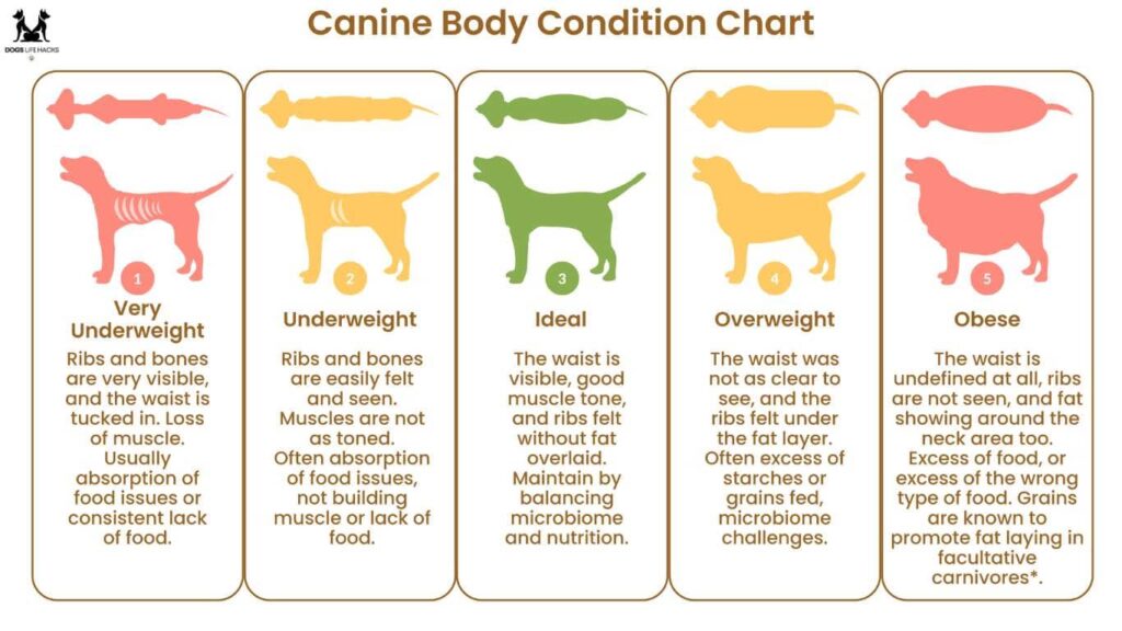 Dog Losing Weight But Eating
