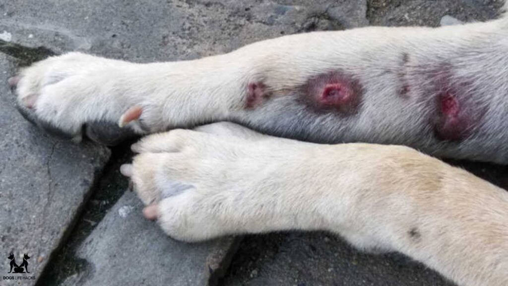 Black Spots on Dogs Skin