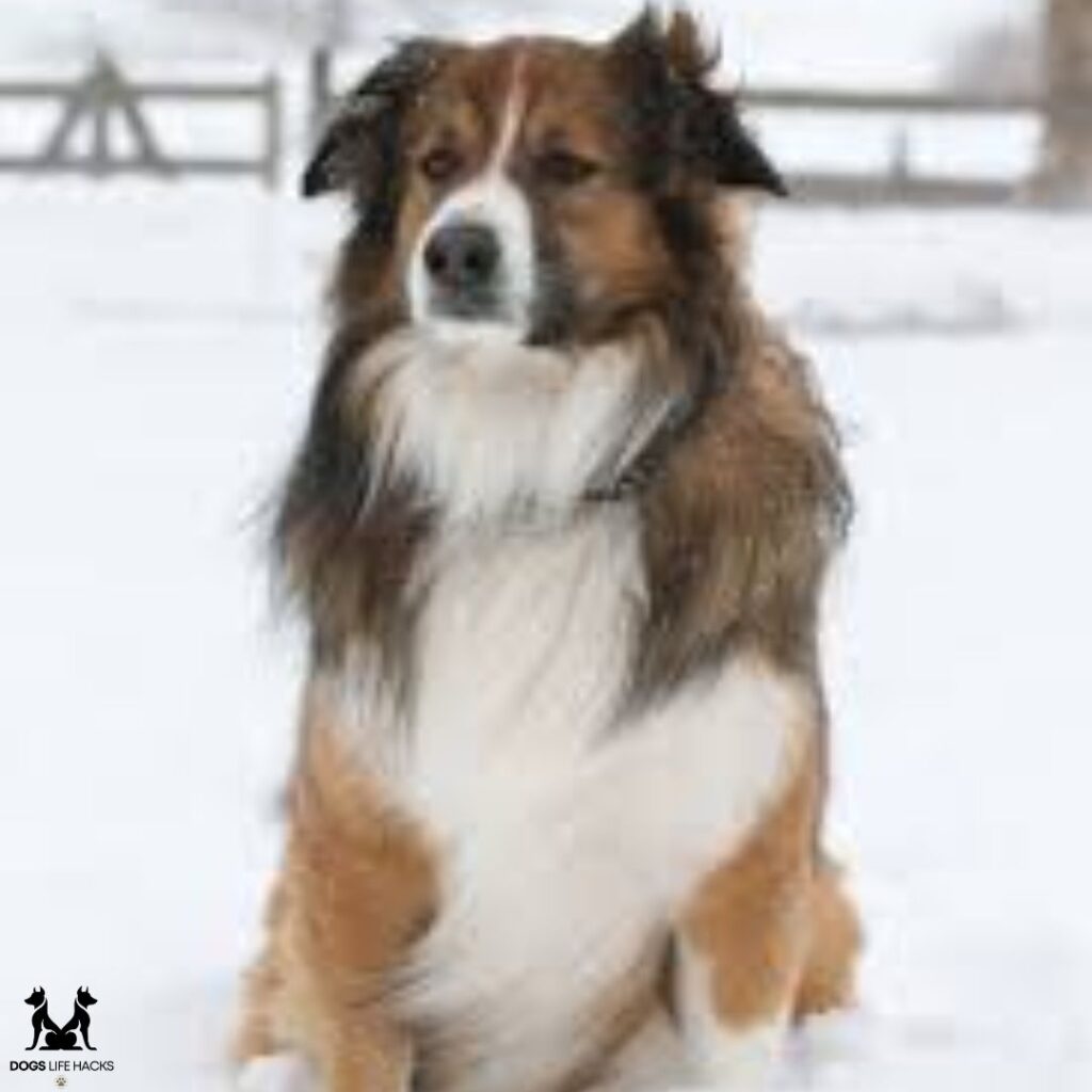 sable english shepherd