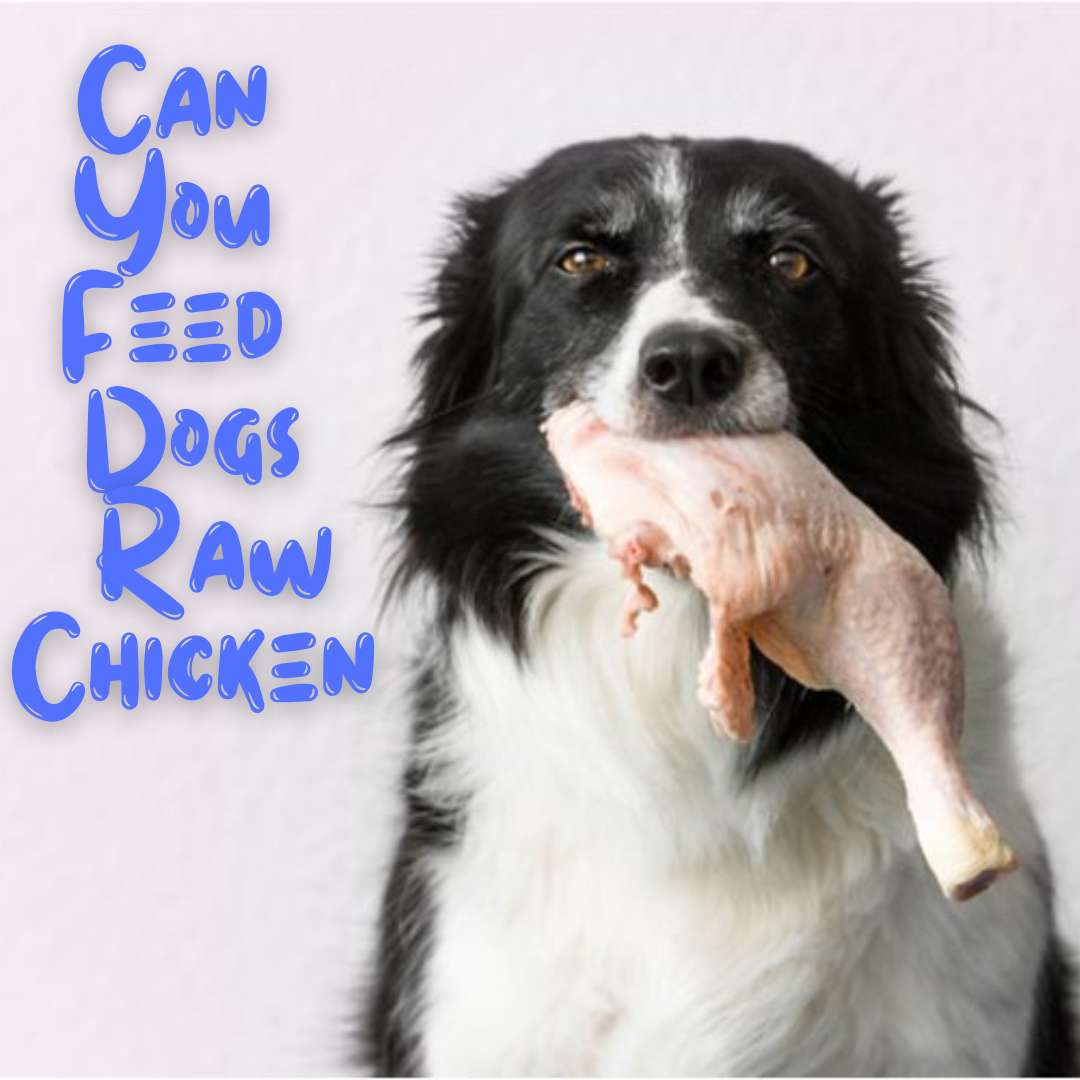 can you feed dogs raw chicken