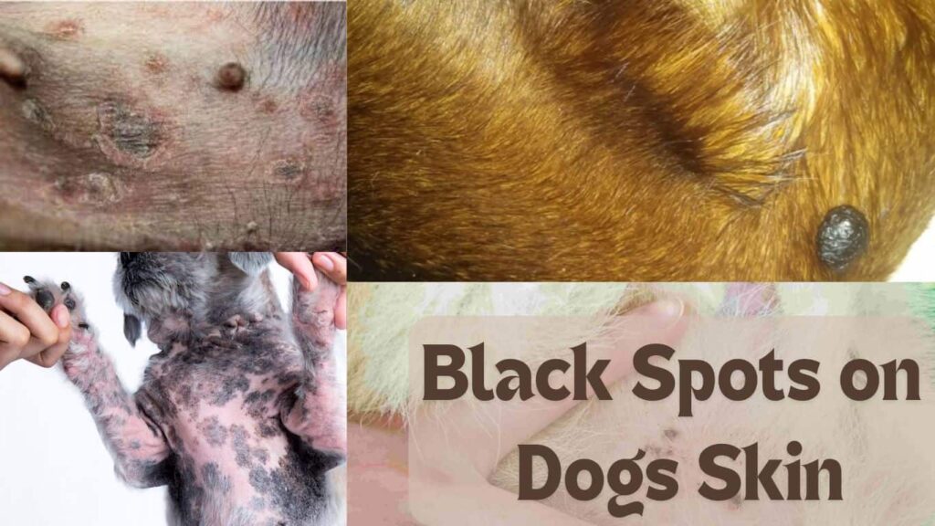 black spots on dogs skin