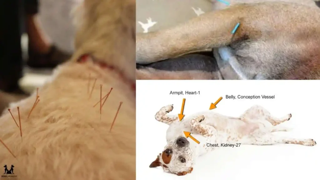 Acupuncture Therapy for Dog Allergies: How It Works