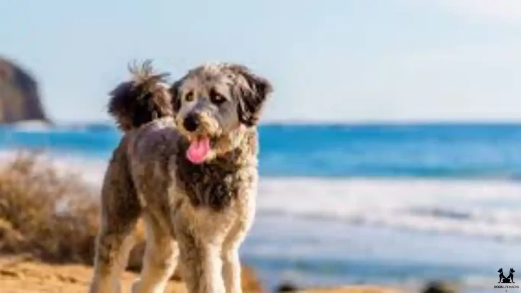 Aussiedoodle Puppies Appearance and Size