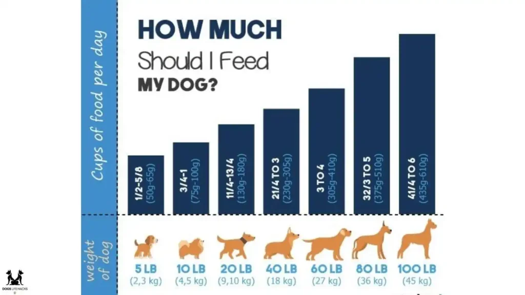 Feeding and Nutrition Requirements of Aussiedoodle Puppies