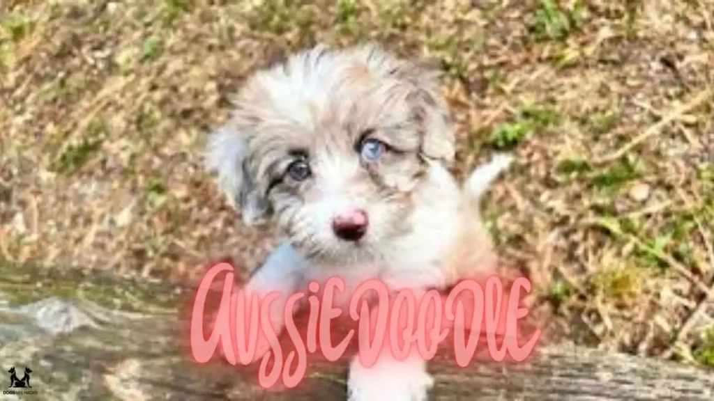  Aussiedoodle Puppy Care