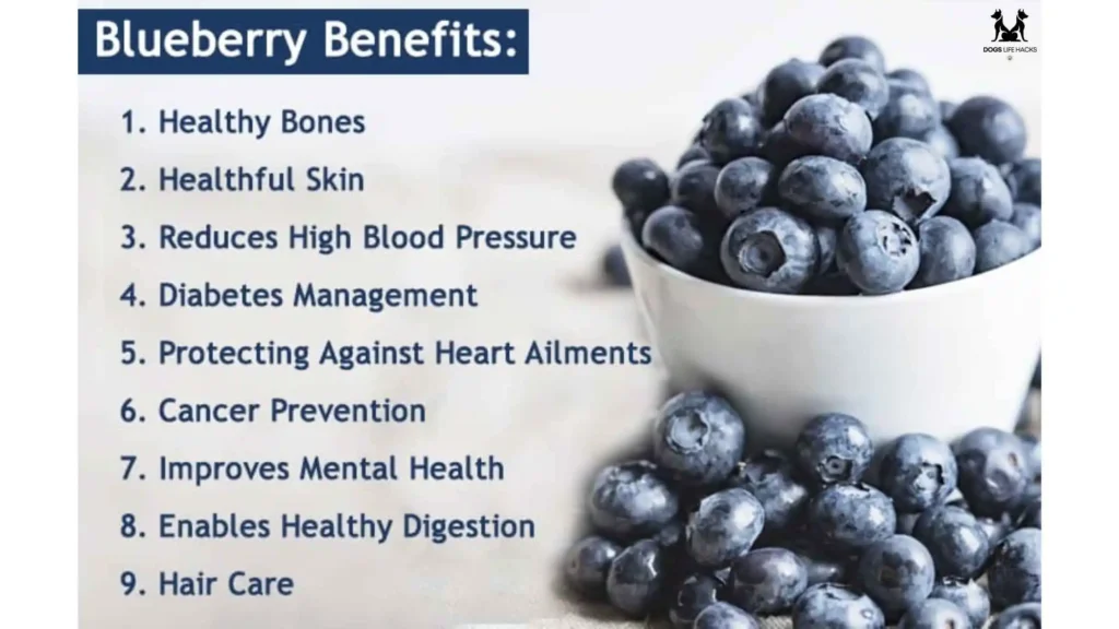 Nutritional Benefits of Blueberries for Dogs