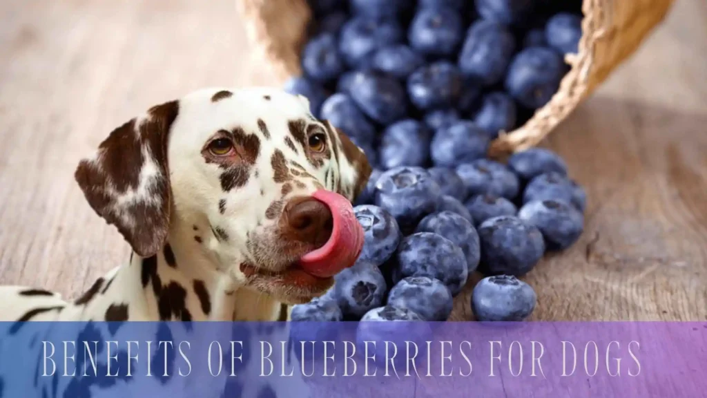 Benefits of Blueberries for Dogs