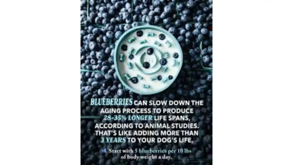 Are Blueberries Good for Dogs?