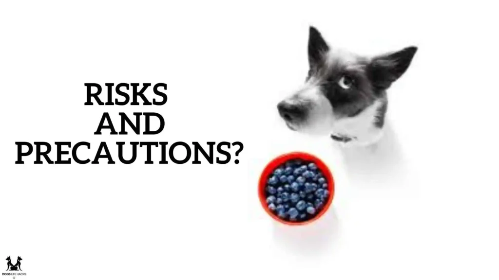 Risks and Precautions of Blueberries