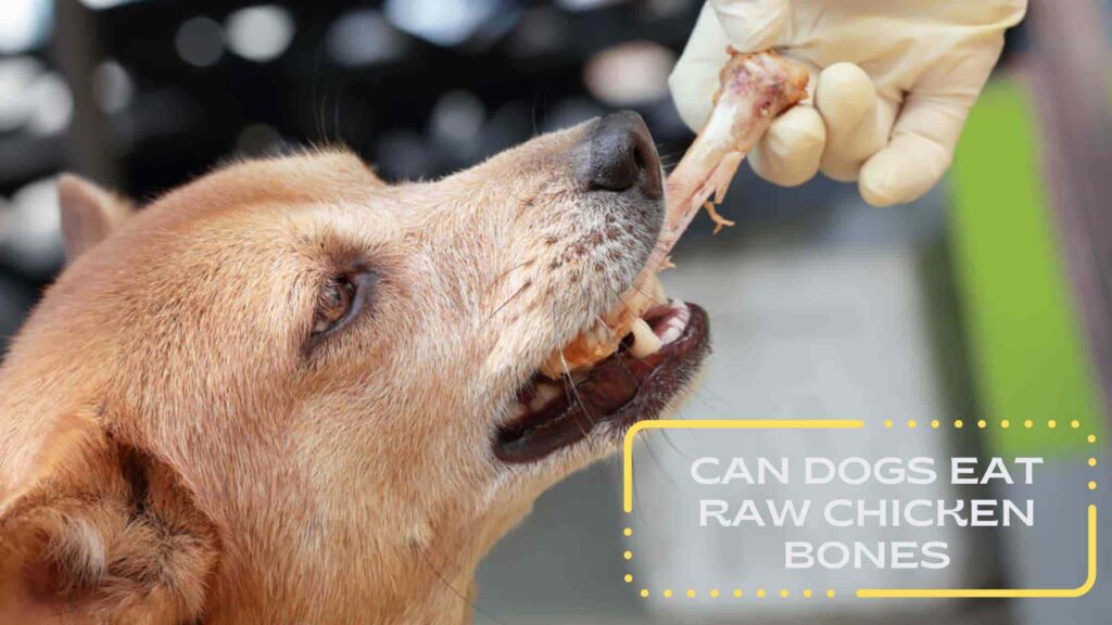 Can Dogs Eat Raw Chicken Bones