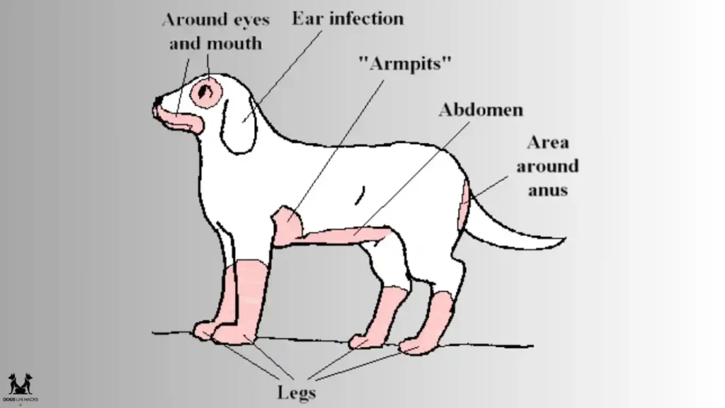 Canine Atopic Dermatitis infection