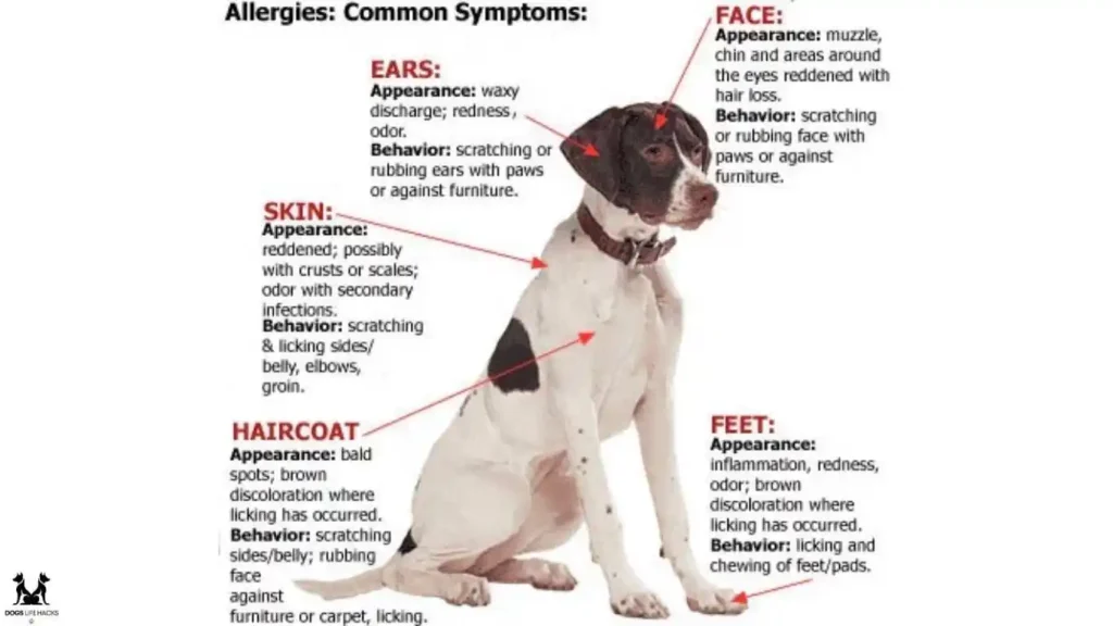 Common Signs and Symptoms of Skin Allergies in Dogs