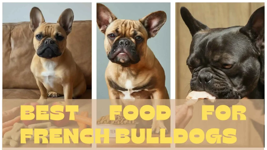 Best Food for French Bulldogs